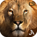 Safari: Online Evolution Icon