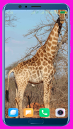 Giraffe Wallpaper screenshot 10