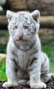 White Tiger Live Wallpaper (Backgrounds) screenshot 6