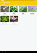 Plants Of Greece screenshot 6