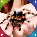 Spider Live Wallpapers Icon
