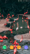 Flamingo wallpaper screenshot 5