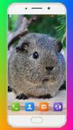 Guinea Pig Wallpaper screenshot 4