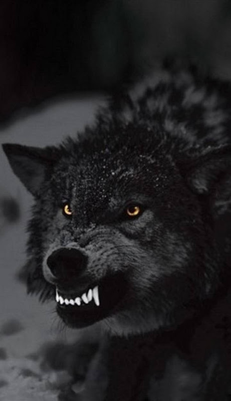 Black wolf wallpaper by AgaaaK  Download on ZEDGE  a683