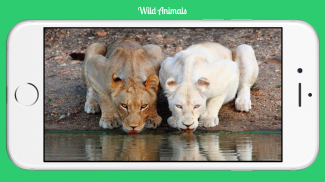 Wild Animals screenshot 1