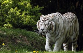 White Tiger Live Wallpaper (Backgrounds) screenshot 8