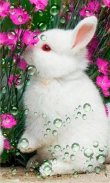 Funny Bunnies live wallpaper screenshot 5