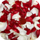 Rose petals Live Wallpaper