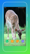 Deer Wallpapers screenshot 3