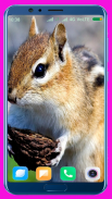 Squirrel HD Wallpaper screenshot 14