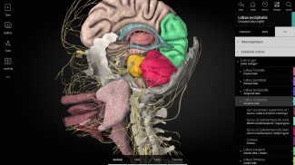 Anatomyka - 3D Anatomy Atlas screenshot 8