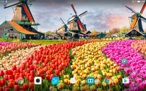 Tulips Live Wallpaper screenshot 4