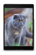 Scottish Fold Wallpapers screenshot 5