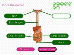 BodyQuest: Anatomy for kids screenshot 17