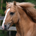 Horses Jigsaw Puzzles