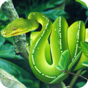 Snake Wallpaper Best HD Icon