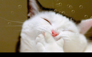 Funny Cat Live Wallpaper screenshot 2