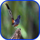 White Rumped Shama Icon