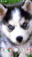 Cute Puppies Live Wallpaper screenshot 1