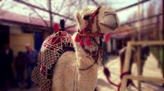 Camel wallpapers screenshot 7