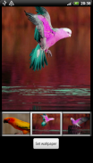 Parrots HD Live Wallpaper screenshot 5