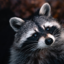 Raccoon Sounds icon