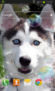 Puppy Husky Live Wallpaper screenshot 1