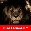 Real Lion Sounds - High Quality Lion Roar Sounds