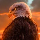 Eagle Wallpapers | HD quality