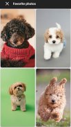 Puppy Wallpapers screenshot 0