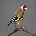 Goldfinch Icon