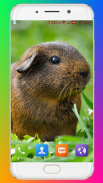 Guinea Pig Wallpaper screenshot 11