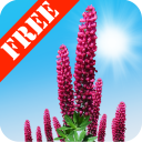 Wild Lupins Free