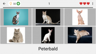 Katzen: Foto-Quiz über alle beliebten Katzenrassen screenshot 6