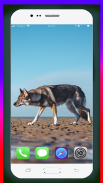 Wolf Wallpaper HD screenshot 14