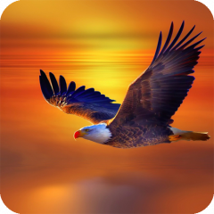 Eagle Wallpaper 21 Download Apk For Android Aptoide