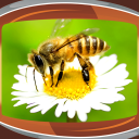 Bee Live Wallpapers
