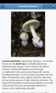 Mushrooms screenshot 2