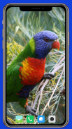 Parrot Wallpaper HD screenshot 12