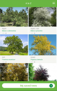 Tree ID - British trees screenshot 2