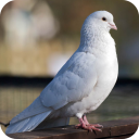 Pigeon Wallpaper Icon