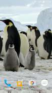 Pingouins Fond d'écran animé screenshot 2