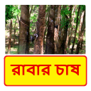 রাবার চাষ ~ Rubber plantation