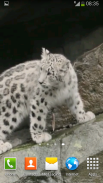 Snow Leopard Video Wallpapers screenshot 2