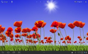 Poppy Field Lite screenshot 0