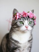 Jigsaw puzzle - cute cats screenshot 7