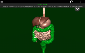 Organes Internes en 3D (Anatomie) screenshot 12