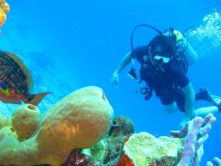 Scuba Diving Live Wallpapers screenshot 0