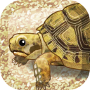 癒しのカメ育成ゲーム