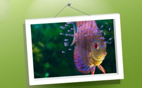 Dieren Puzzle: Vissen screenshot 2